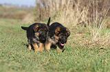 BERGER ALLEMAND 582